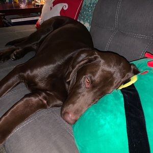 Meet your Posher, David